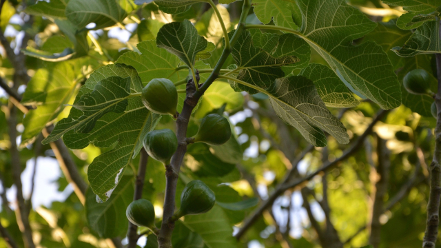 fig_tree