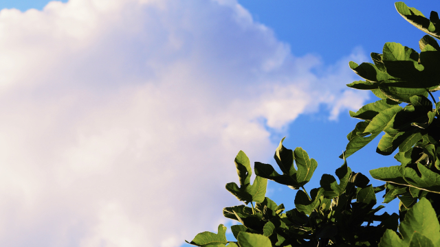 fig_tree_cloud_unsplash