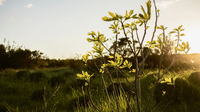 fig_tree_field