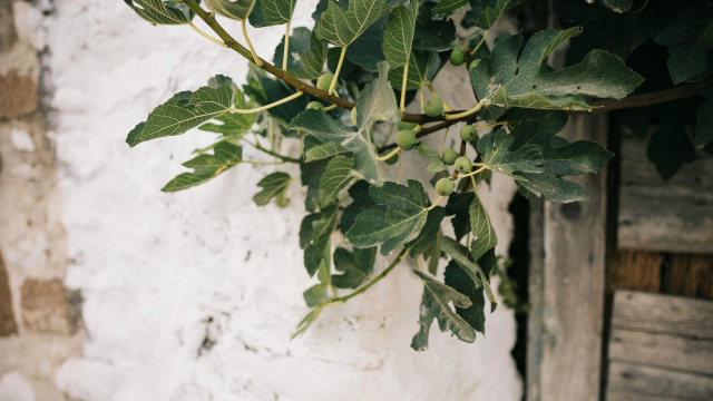 fig_tree_wall_unsplash