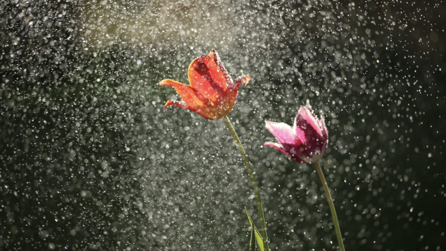 flowers_rain_spring_water_unsplash