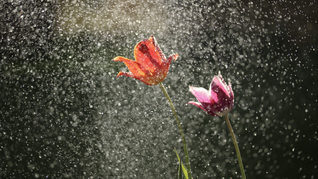 flowers_rain_water_unsplash