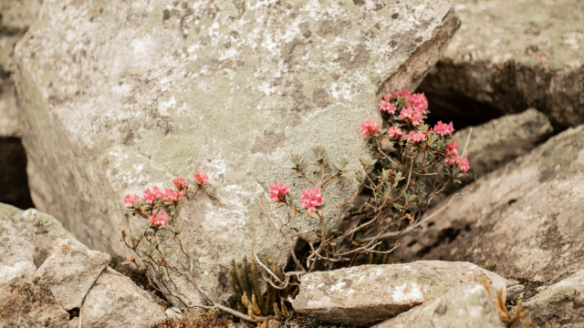 flowers_rock_rubble_unsplash