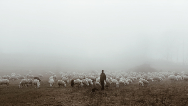fog_mist_shepherd_sheep_unsplash