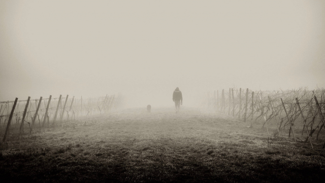 fog_walker_silhouette