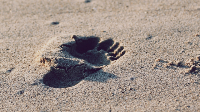 footprint_sand_beach_unsplash