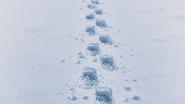 footprints_snow_winter_unsplash
