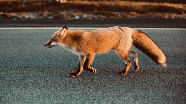 fox_road_animal_unsplash