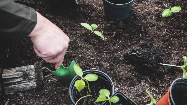 gardener_gardening_plants_unsplash