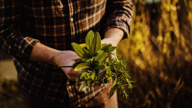 gardener_plant_garden_unsplash