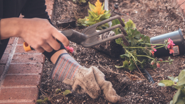 gardening_planting_flowers_unsplash