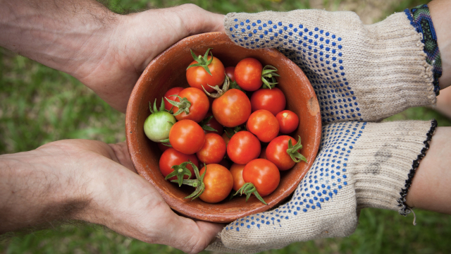 gardening_tomato_bowl_unsplash