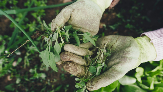 gardening_work_plants