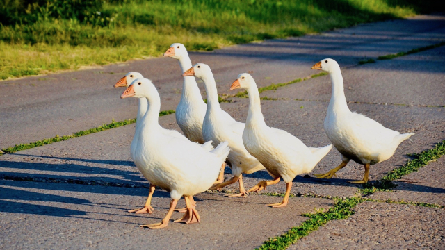 Christmas is coming! Chubby geese!