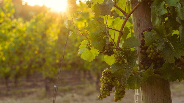 grape_vine_sunshine_unsplash