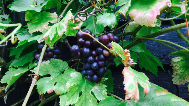 grapes_bunch_sour