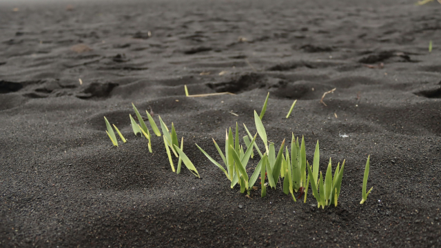 grass_desert_unsplash