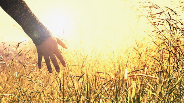 hand_field_sunset_grasses