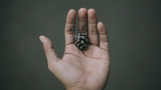 hand_holding_pinecone_unsplash