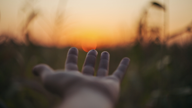 hand_out_palm_field_unsplash