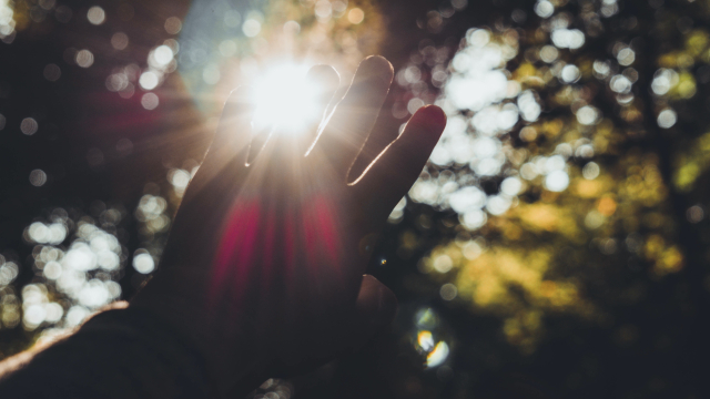 hand_sunlight_trees_unsplash