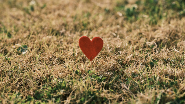 heart_field_nature_unsplash