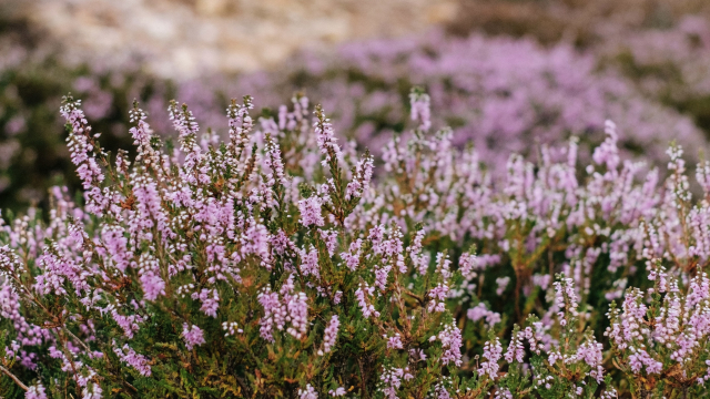 heather_hillside_flowers_unsplash