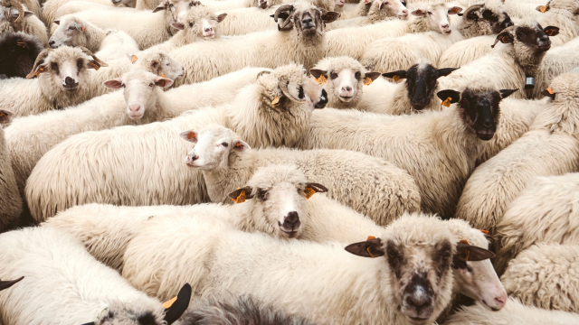 herd_sheep_wooly_unsplash