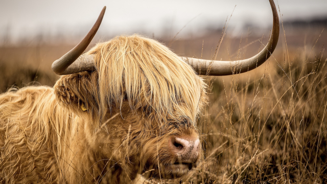 highland_cow_field_unsplash