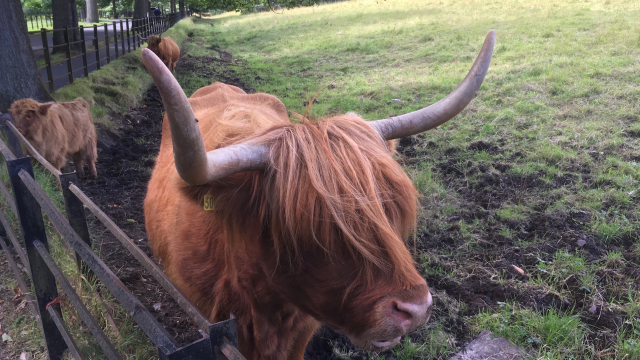 highland_cows