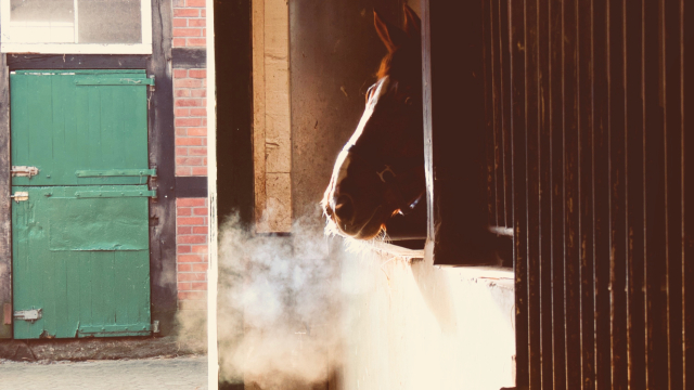 horse_breath_stable_unsplash