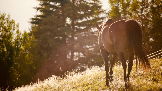 horse_field_trees_unsplash