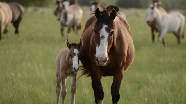 horse_foal_animals_unsplash