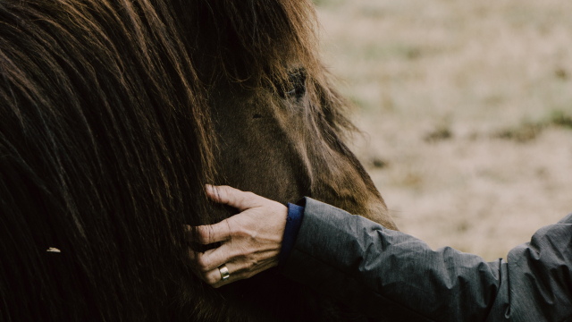 horse_person_hand_unsplash