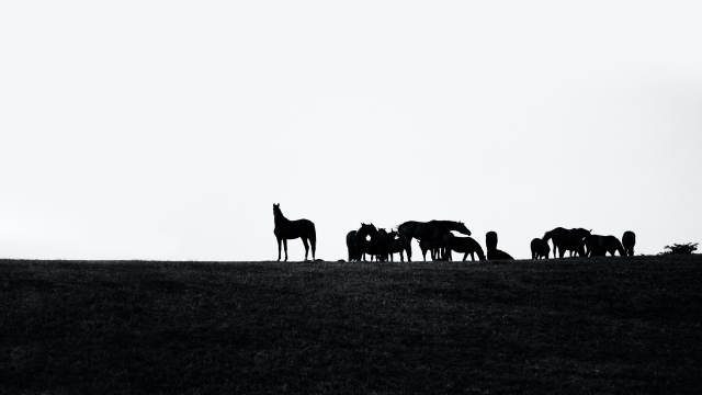 horses_herd_silhouette_unsplash