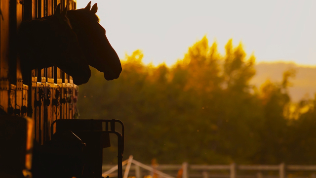 horses_stable_morning