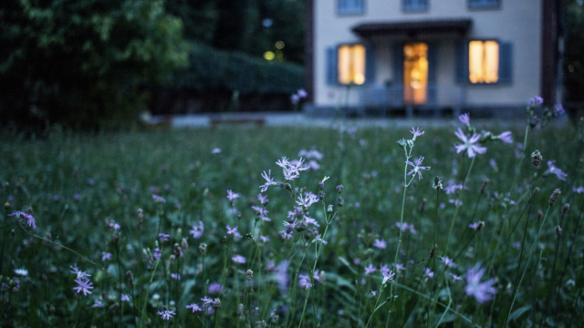 house_garden_light_flowers_unsplash