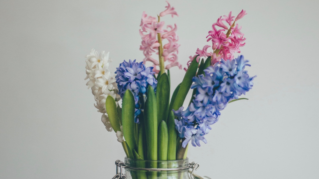 hyacinth_flowers_jar_unsplash