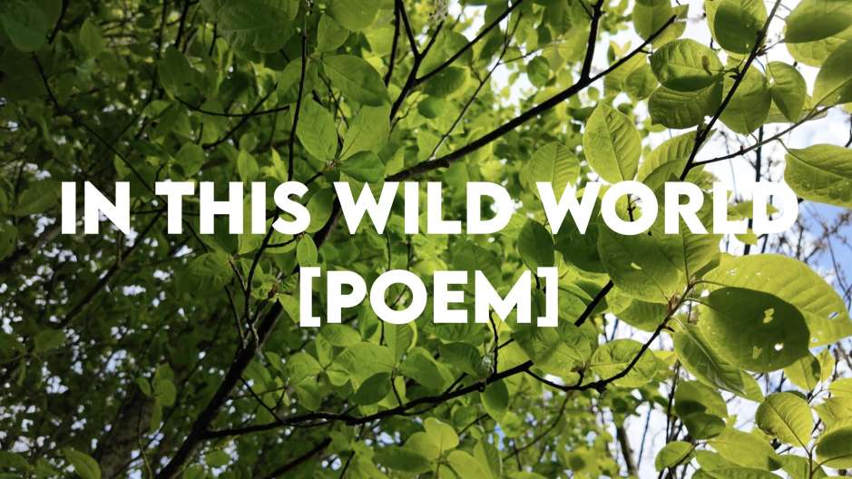 In This Wild World - Poem