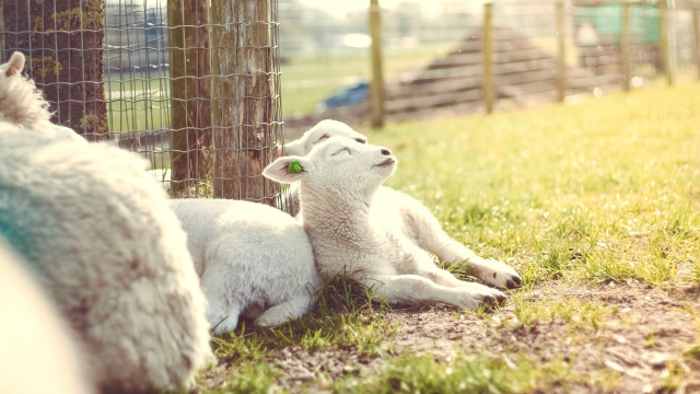 lambs_sheep_fence_sheepfold_unsplash