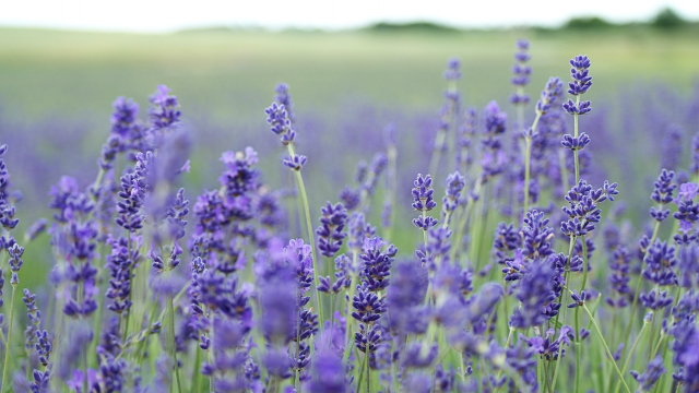 lavender_flowers_field_unsplash