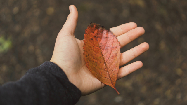 leaf_hand_nature_unsplash