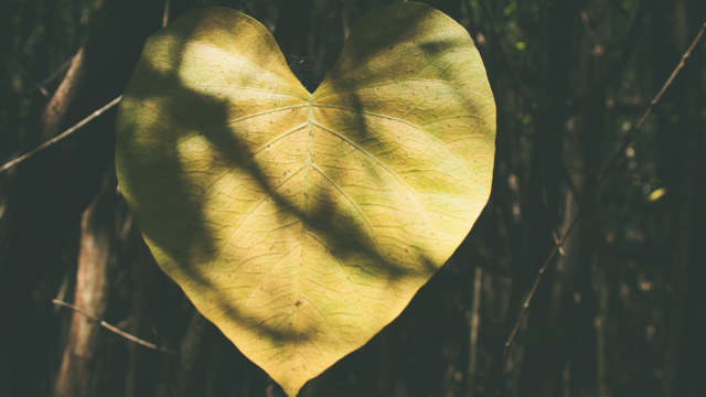 leaf_heart_sunlight_unsplash