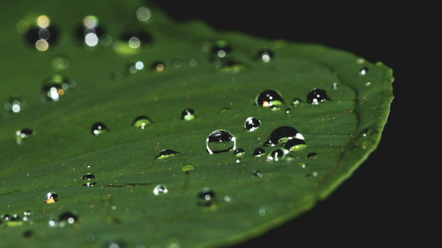 leaf_water_droplets_pixabay