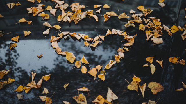 leaves_heart_autumn_unsplash