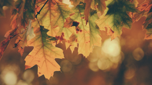 leaves_maple_tree_autumn_unsplash