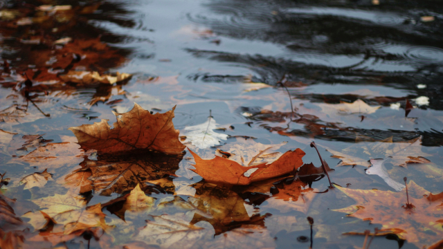 leaves_puddle_rain_unsplash