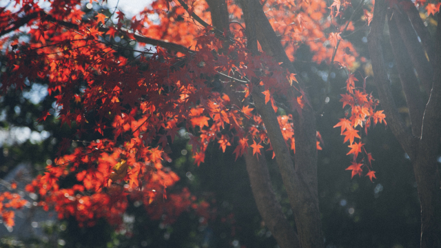 leaves_trees_autumnal_red_unsplash