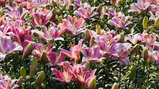 lilies_field