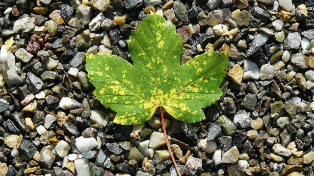 maple_leaf_pebbles